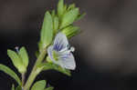 Thymeleaf speedwell